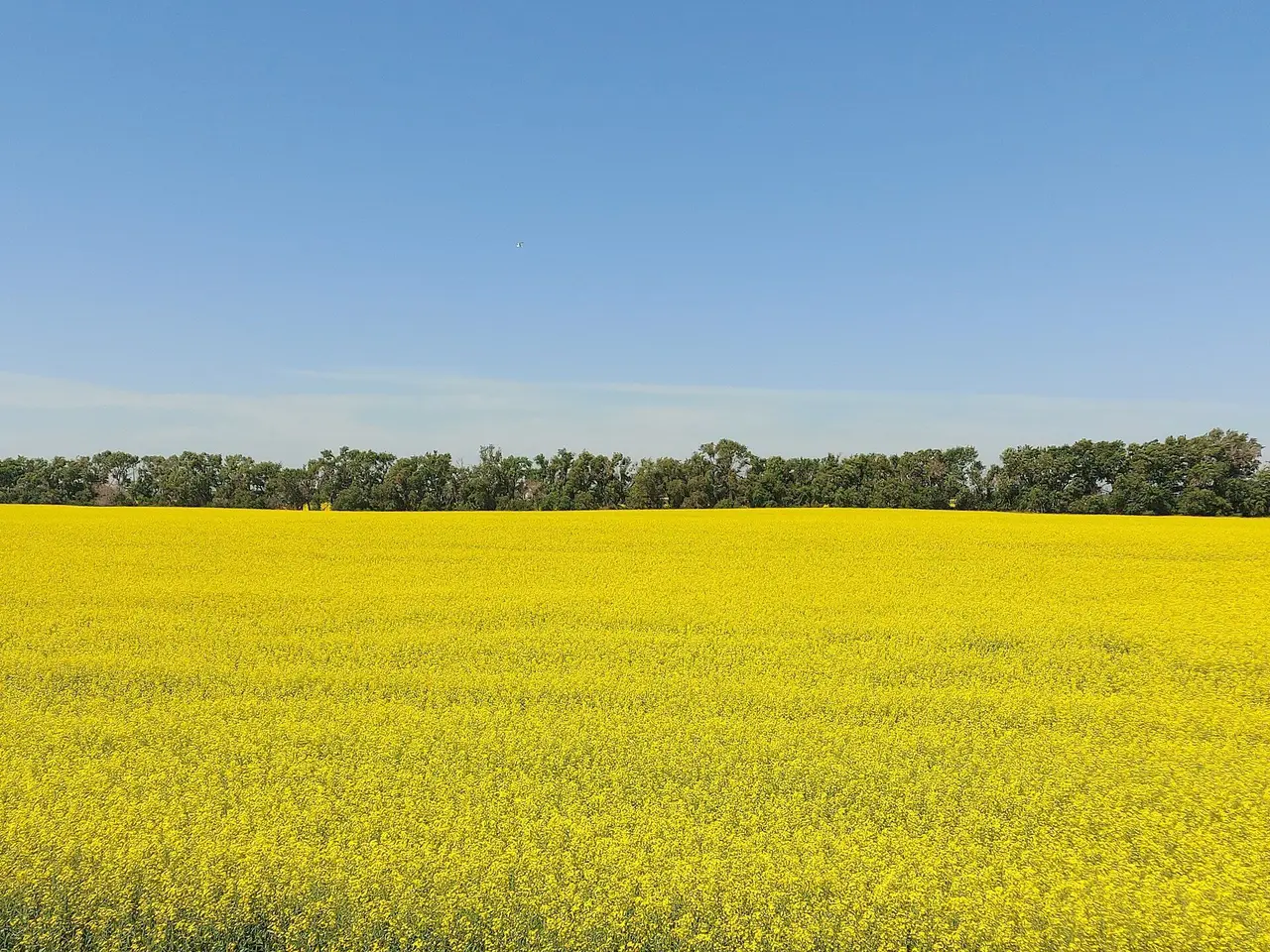 Canola field in bloom with windbreak, 2021