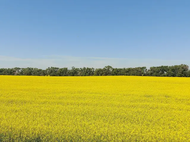 Canola field in bloom with windbreak